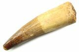 Fossil Spinosaurus Tooth - Feeding Worn Tooth #357728-1